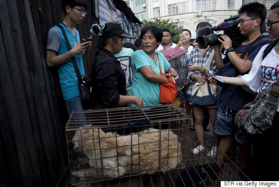 Η συνταξιούχος που αγοράζει σκυλιά για να τα σώσει από το «Φεστιβάλ Σκυλίσιου Κρέατος» της Κίνας! - Εικόνα20
