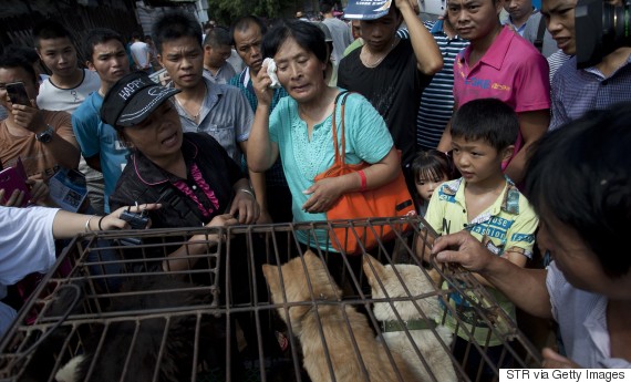 Η συνταξιούχος που αγοράζει σκυλιά για να τα σώσει από το «Φεστιβάλ Σκυλίσιου Κρέατος» της Κίνας! - Εικόνα21