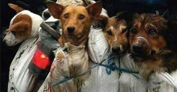 Η συνταξιούχος που αγοράζει σκυλιά για να τα σώσει από το «Φεστιβάλ Σκυλίσιου Κρέατος» της Κίνας! - Εικόνα3