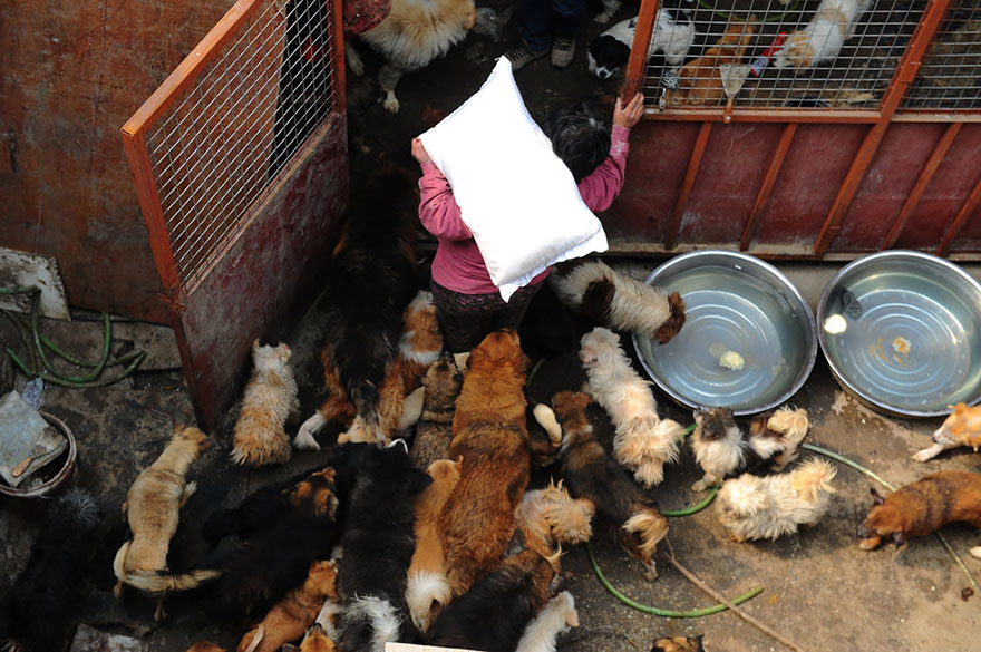 Η συνταξιούχος που αγοράζει σκυλιά για να τα σώσει από το «Φεστιβάλ Σκυλίσιου Κρέατος» της Κίνας! - Εικόνα5