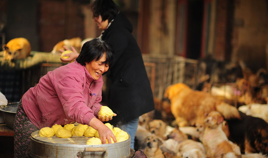 Η συνταξιούχος που αγοράζει σκυλιά για να τα σώσει από το «Φεστιβάλ Σκυλίσιου Κρέατος» της Κίνας! - Εικόνα7