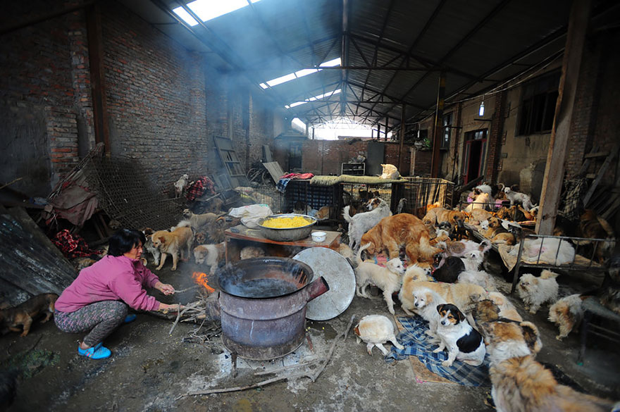 Η συνταξιούχος που αγοράζει σκυλιά για να τα σώσει από το «Φεστιβάλ Σκυλίσιου Κρέατος» της Κίνας! - Εικόνα8