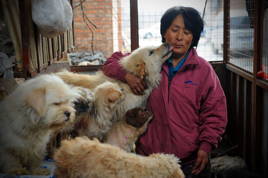Η συνταξιούχος που αγοράζει σκυλιά για να τα σώσει από το «Φεστιβάλ Σκυλίσιου Κρέατος» της Κίνας! - Εικόνα9