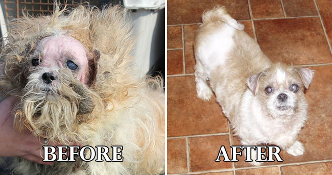 Σκυλάκια πριν και μετά το κούρεμα! (Φωτογραφίες) - Εικόνα0