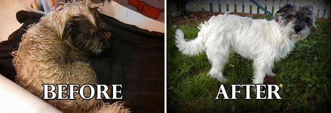 Σκυλάκια πριν και μετά το κούρεμα! (Φωτογραφίες) - Εικόνα10