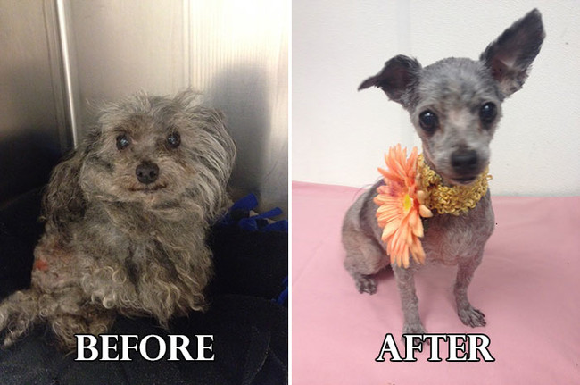 Σκυλάκια πριν και μετά το κούρεμα! (Φωτογραφίες) - Εικόνα13