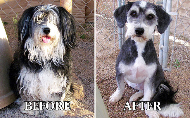 Σκυλάκια πριν και μετά το κούρεμα! (Φωτογραφίες) - Εικόνα14