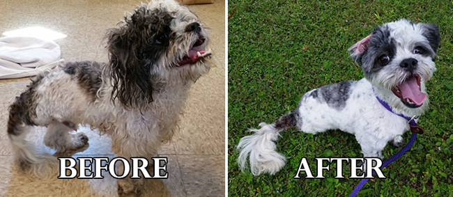 Σκυλάκια πριν και μετά το κούρεμα! (Φωτογραφίες) - Εικόνα15