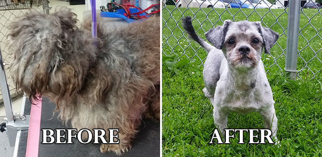 Σκυλάκια πριν και μετά το κούρεμα! (Φωτογραφίες) - Εικόνα17
