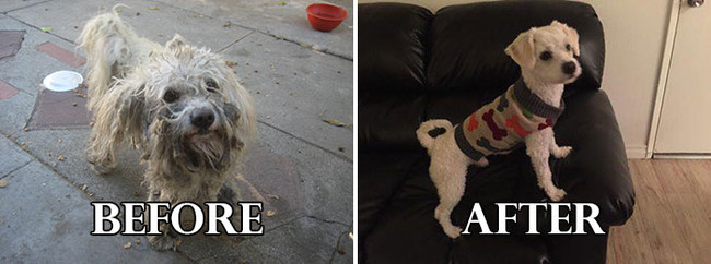 Σκυλάκια πριν και μετά το κούρεμα! (Φωτογραφίες) - Εικόνα19