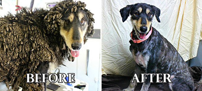 Σκυλάκια πριν και μετά το κούρεμα! (Φωτογραφίες) - Εικόνα20