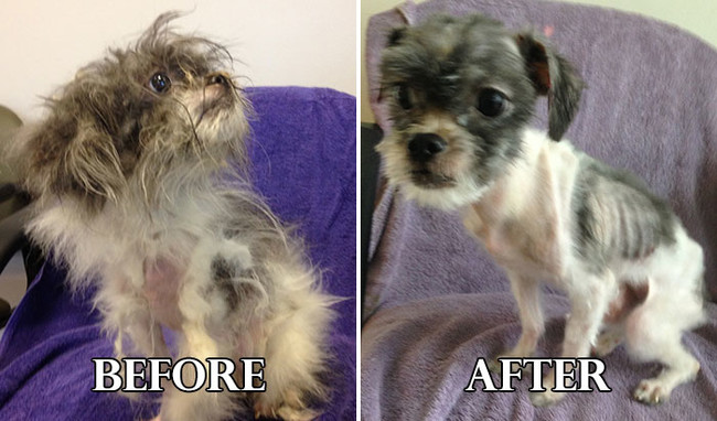 Σκυλάκια πριν και μετά το κούρεμα! (Φωτογραφίες) - Εικόνα3