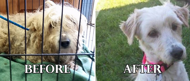 Σκυλάκια πριν και μετά το κούρεμα! (Φωτογραφίες) - Εικόνα4