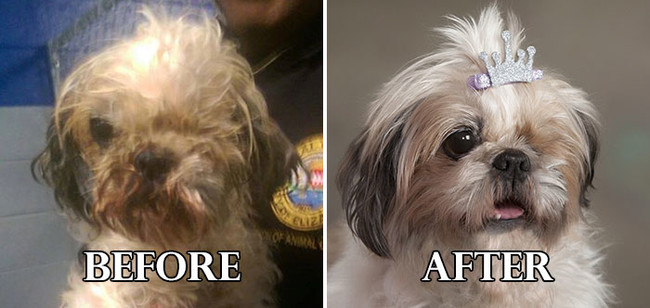 Σκυλάκια πριν και μετά το κούρεμα! (Φωτογραφίες) - Εικόνα5