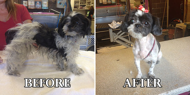 Σκυλάκια πριν και μετά το κούρεμα! (Φωτογραφίες) - Εικόνα6