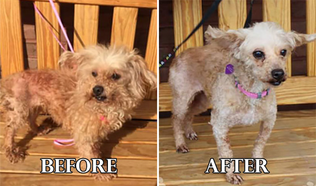 Σκυλάκια πριν και μετά το κούρεμα! (Φωτογραφίες) - Εικόνα8