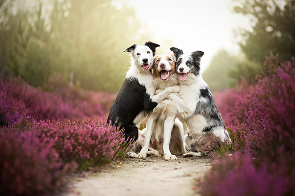 20 Σκυλιά που είναι αχώριστοι φίλοι και δεν μπορούν μακριά ο ένας από τον άλλον. - Εικόνα6
