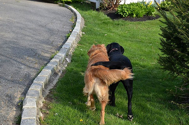 20 Σκυλιά που είναι αχώριστοι φίλοι και δεν μπορούν μακριά ο ένας από τον άλλον. - Εικόνα8