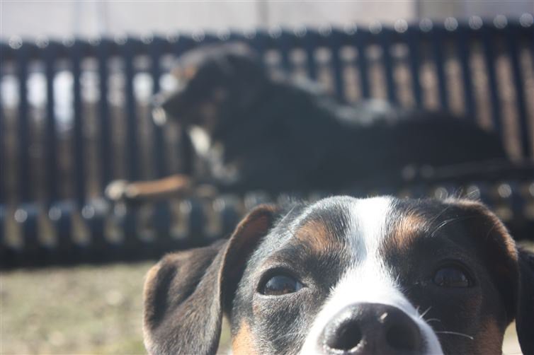 22 σκυλιά που χρειάστηκαν μια μικρή βοήθεια για να τραβήξουν την selfie τους. - Εικόνα15