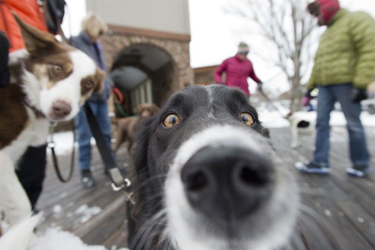22 σκυλιά που χρειάστηκαν μια μικρή βοήθεια για να τραβήξουν την selfie τους. - Εικόνα3