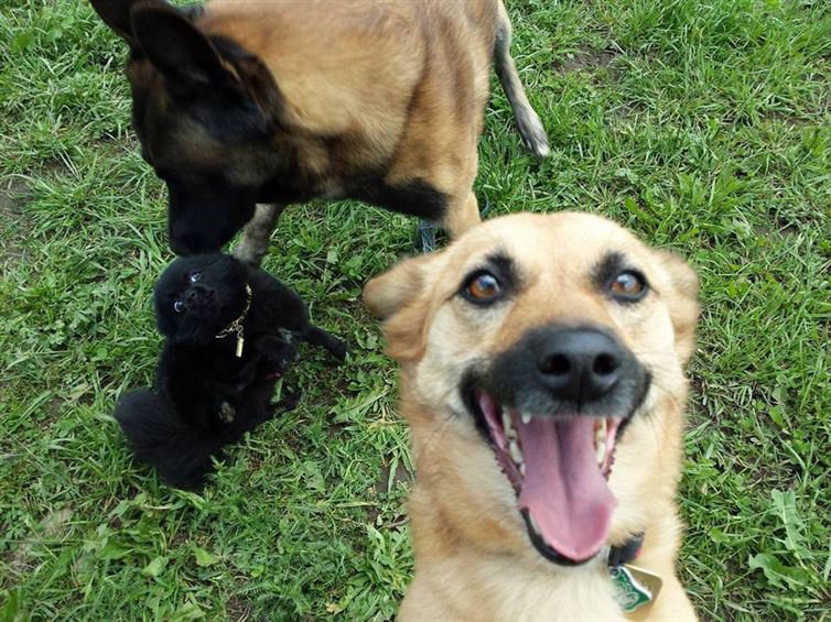 22 σκυλιά που χρειάστηκαν μια μικρή βοήθεια για να τραβήξουν την selfie τους. - Εικόνα7