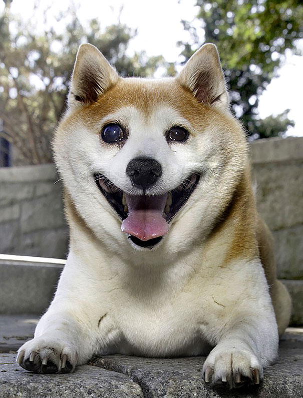 Η σκυλίτσα που δεν σταματάει να χαμογελάει παρόλο την αρρώστια της! - Εικόνα2