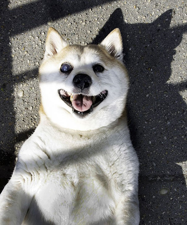 Η σκυλίτσα που δεν σταματάει να χαμογελάει παρόλο την αρρώστια της! - Εικόνα5