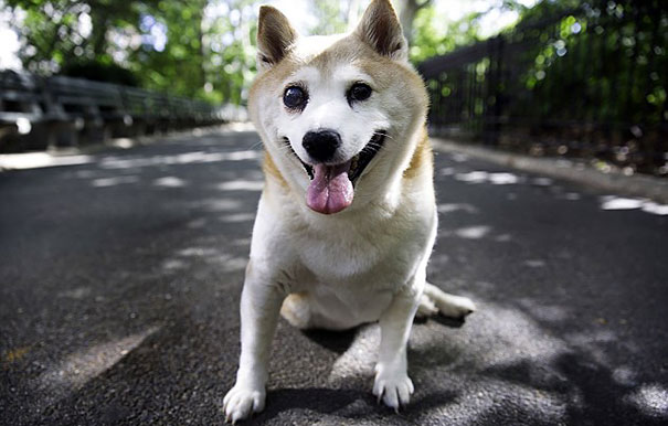 Η σκυλίτσα που δεν σταματάει να χαμογελάει παρόλο την αρρώστια της! - Εικόνα6