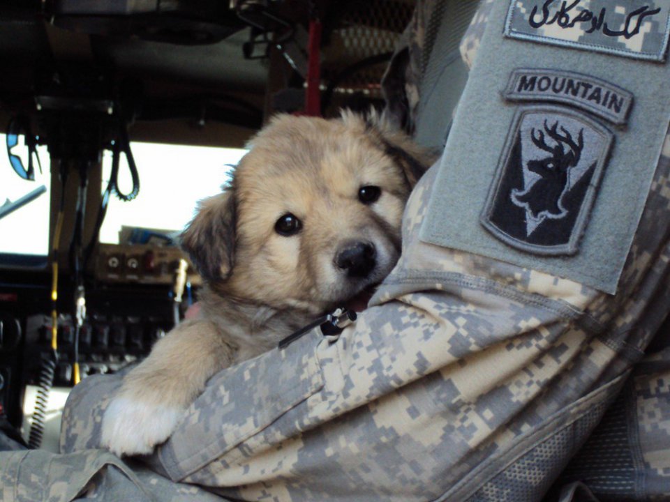 18 χαριτωμένα ζώα που γίνονται φίλοι με στρατιώτες στο εξωτερικό. (Φωτογραφίες) - Εικόνα4