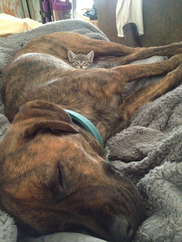 25 Αξιαγάπητες Γάτες που Κοιμούνται Αγκαλιά με Σκύλους! Έχουν Πάει τον Ύπνο σε άλλο Επίπεδο! - Εικόνα14
