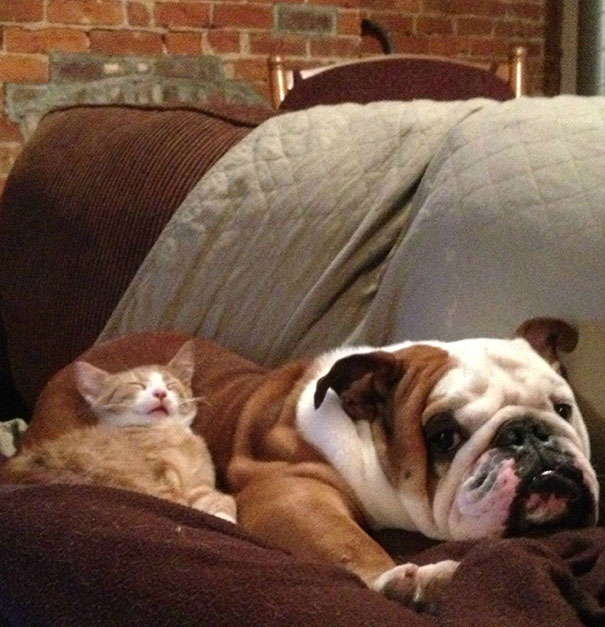 25 Αξιαγάπητες Γάτες που Κοιμούνται Αγκαλιά με Σκύλους! Έχουν Πάει τον Ύπνο σε άλλο Επίπεδο! - Εικόνα17