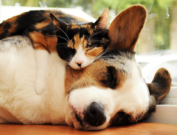 25 Αξιαγάπητες Γάτες που Κοιμούνται Αγκαλιά με Σκύλους! Έχουν Πάει τον Ύπνο σε άλλο Επίπεδο! - Εικόνα22