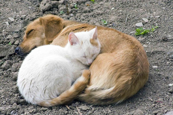 25 Αξιαγάπητες Γάτες που Κοιμούνται Αγκαλιά με Σκύλους! Έχουν Πάει τον Ύπνο σε άλλο Επίπεδο! - Εικόνα23