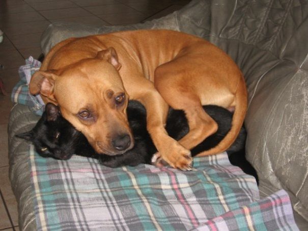 25 Αξιαγάπητες Γάτες που Κοιμούνται Αγκαλιά με Σκύλους! Έχουν Πάει τον Ύπνο σε άλλο Επίπεδο! - Εικόνα25