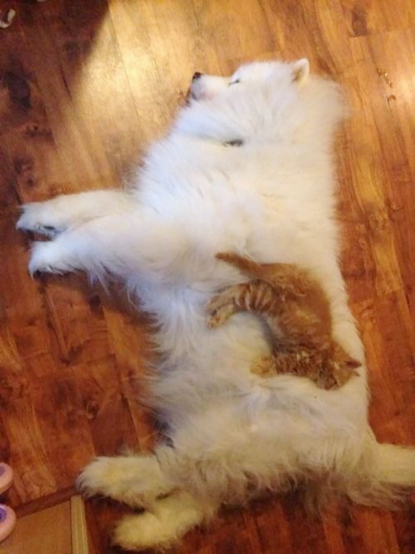 25 Αξιαγάπητες Γάτες που Κοιμούνται Αγκαλιά με Σκύλους! Έχουν Πάει τον Ύπνο σε άλλο Επίπεδο! - Εικόνα5