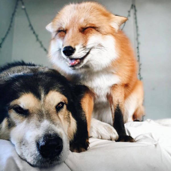 Μια αλεπού κι ένας σκύλος κάνουν το πιο γλυκό δίδυμο που έχετε δεί!!! - Εικόνα 1