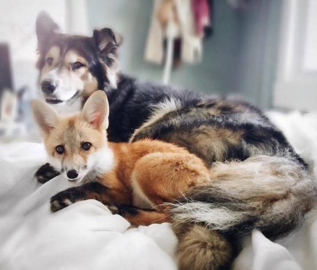 Μια αλεπού κι ένας σκύλος κάνουν το πιο γλυκό δίδυμο που έχετε δεί!!! - Εικόνα 10