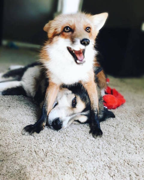 Μια αλεπού κι ένας σκύλος κάνουν το πιο γλυκό δίδυμο που έχετε δεί!!! - Εικόνα 11