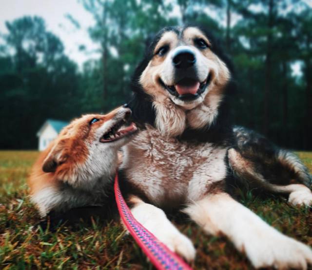 Μια αλεπού κι ένας σκύλος κάνουν το πιο γλυκό δίδυμο που έχετε δεί!!! - Εικόνα 12