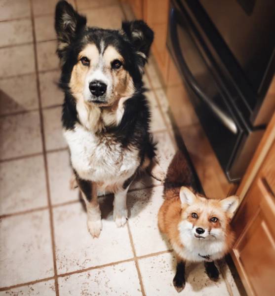 Μια αλεπού κι ένας σκύλος κάνουν το πιο γλυκό δίδυμο που έχετε δεί!!! - Εικόνα 14