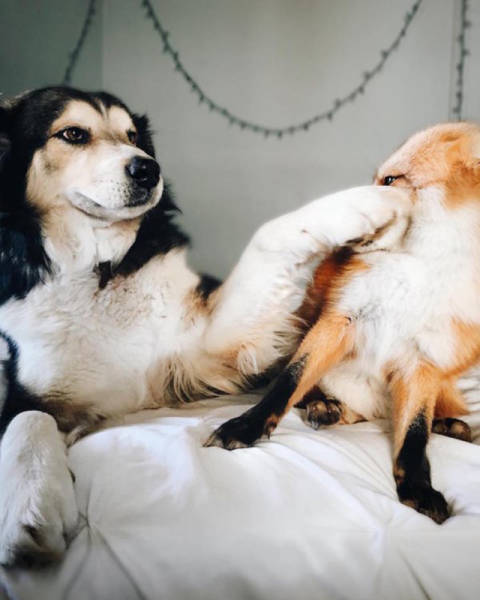 Μια αλεπού κι ένας σκύλος κάνουν το πιο γλυκό δίδυμο που έχετε δεί!!! - Εικόνα 2