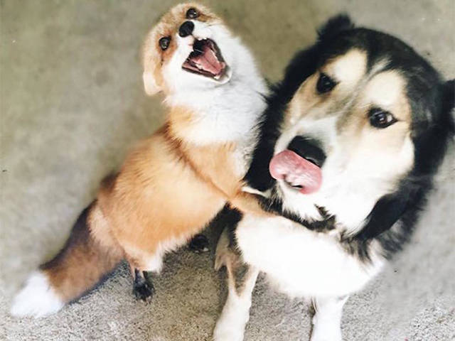 Μια αλεπού κι ένας σκύλος κάνουν το πιο γλυκό δίδυμο που έχετε δεί!!! - Εικόνα 3