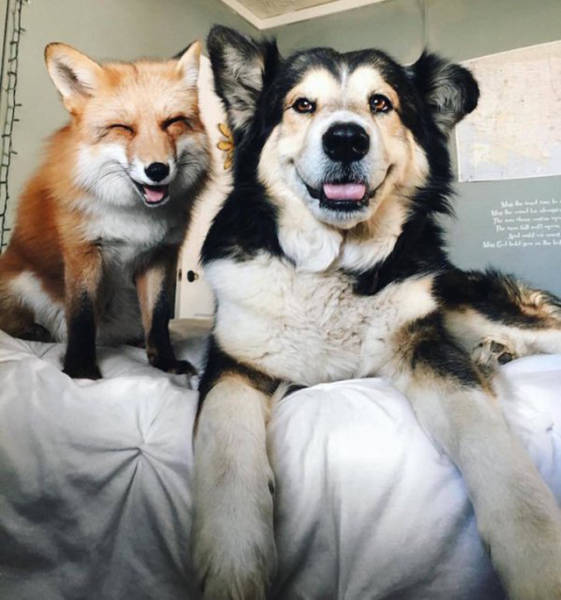 Μια αλεπού κι ένας σκύλος κάνουν το πιο γλυκό δίδυμο που έχετε δεί!!! - Εικόνα 5