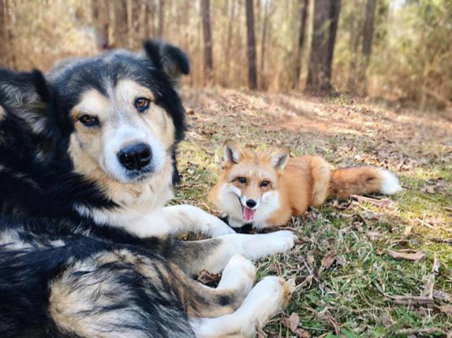 Μια αλεπού κι ένας σκύλος κάνουν το πιο γλυκό δίδυμο που έχετε δεί!!! - Εικόνα 6