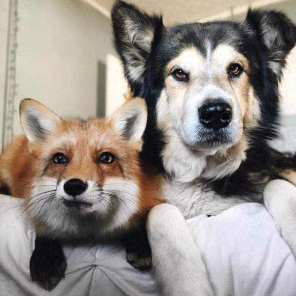 Μια αλεπού κι ένας σκύλος κάνουν το πιο γλυκό δίδυμο που έχετε δεί!!! - Εικόνα 9