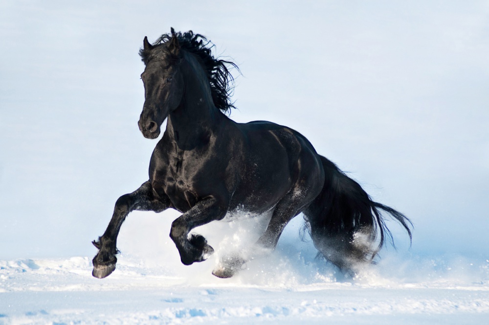 Τα άλογα που επιλέχθηκαν ως τα ομορφότερα όλου του κόσμου - Εικόνα 1