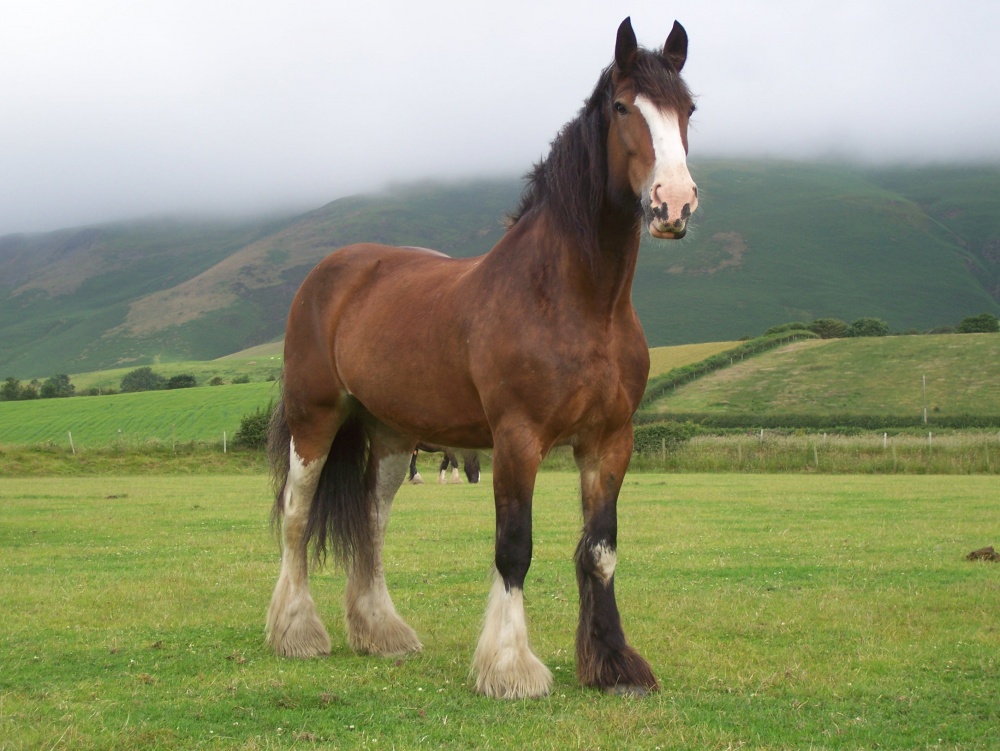 Τα άλογα που επιλέχθηκαν ως τα ομορφότερα όλου του κόσμου - Εικόνα 10