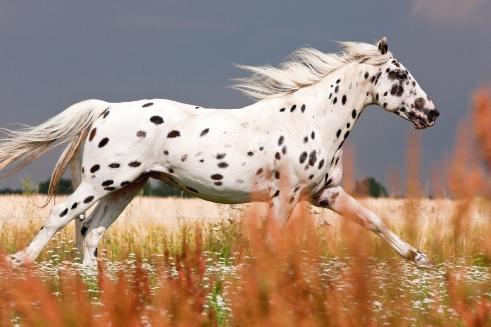 Τα άλογα που επιλέχθηκαν ως τα ομορφότερα όλου του κόσμου - Εικόνα 13