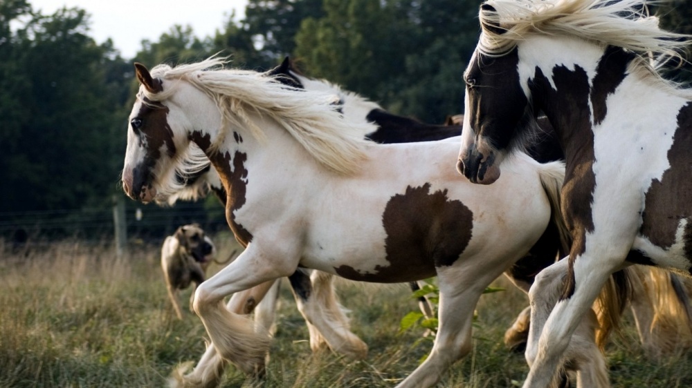 Τα άλογα που επιλέχθηκαν ως τα ομορφότερα όλου του κόσμου - Εικόνα 14