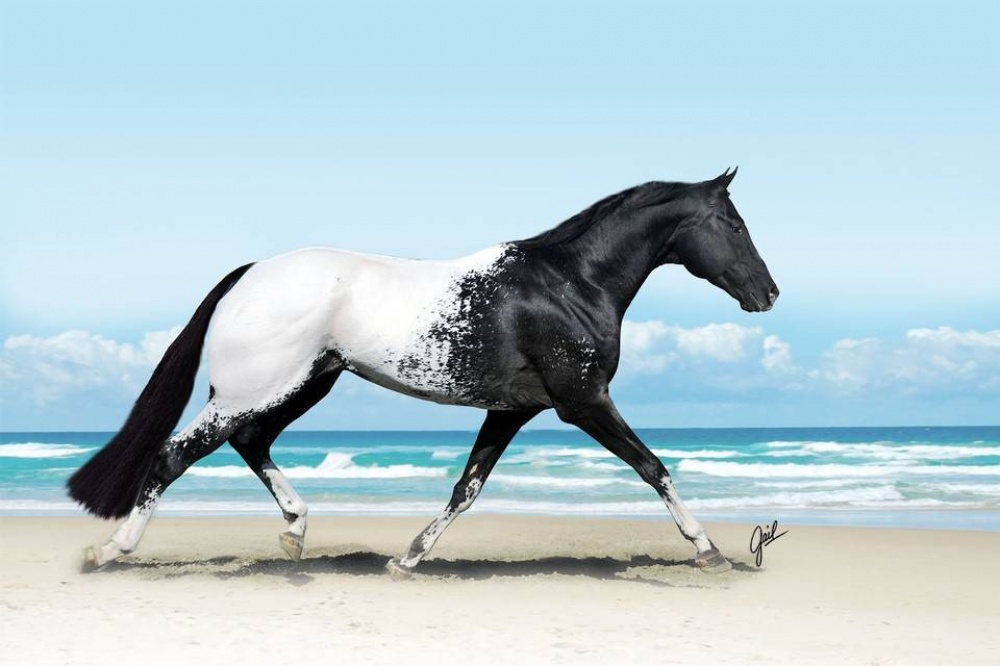 Τα άλογα που επιλέχθηκαν ως τα ομορφότερα όλου του κόσμου - Εικόνα 15